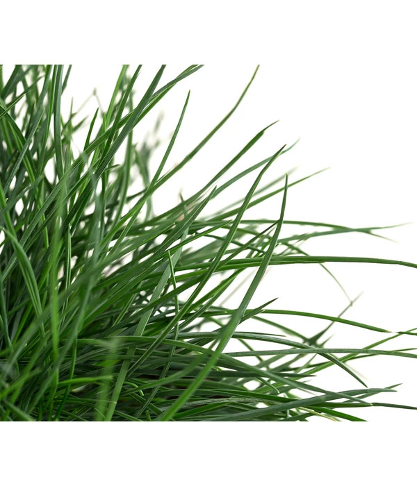 Blauschwingel 'Compact Blue' 8 Blauschwingel 'Compact Blue' – Bild 6