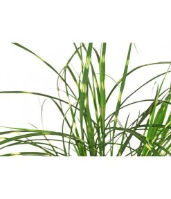 Zwerg-Chinaschilf 'Strictus Dwarf' 5 Zwerg-Chinaschilf 'Strictus Dwarf' -Pflanzenwelt Verkauf 8042707 WE DE 001 MiscanthusSinensisStrictusDwarfChinaschilfT14DehnerExpressHerzig