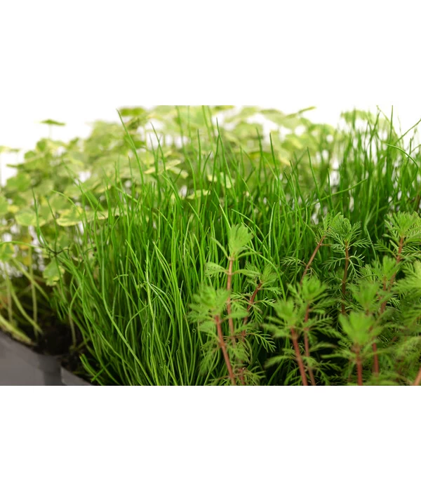 Wasserpflanzen-Set Sauerstoff, Verschiedene Sorten, 6er-Schale 5 Wasserpflanzen-Set Sauerstoff, Verschiedene Sorten, 6er-Schale – Bild 3