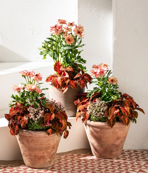 Moos-Steinbrech, Verschiedene Sorten 6 Moos-Steinbrech, Verschiedene Sorten – Bild 4