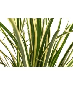 Grasartiger Kalmus 'Argenteostriatus' 5 Grasartiger Kalmus 'Argenteostriatus' -Pflanzenwelt Verkauf 8048910 WE DE 001 GrasartigerKalmusArgenteostraiatusT14