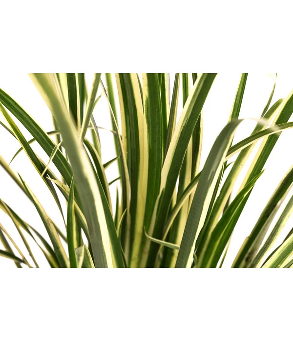 Grasartiger Kalmus 'Argenteostriatus' 4 Grasartiger Kalmus 'Argenteostriatus' – Bild 2