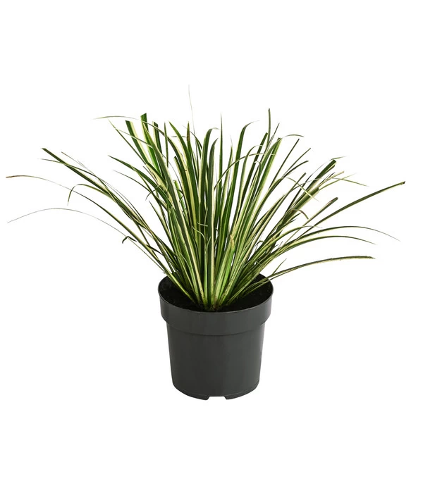 Grasartiger Kalmus 'Argenteostriatus' 3 Grasartiger Kalmus 'Argenteostriatus'