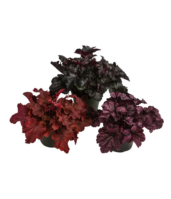 Purpurglöckchen-Set 'Rote Schönheiten', 3-teilig 3 Purpurglöckchen-Set 'Rote Schönheiten', 3-teilig