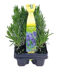Duftlavendel, 6er-Schale 7 Duftlavendel, 6er-Schale -Pflanzenwelt Verkauf 8072605 PR FS 001 Lavandula6erPackAllgreen