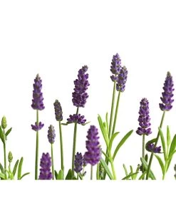 Lavendel 11 Lavendel -Pflanzenwelt Verkauf 8092108 PR DE 001 LavandulaAngustifoliaLavendelT13DehnerExpressHerzig