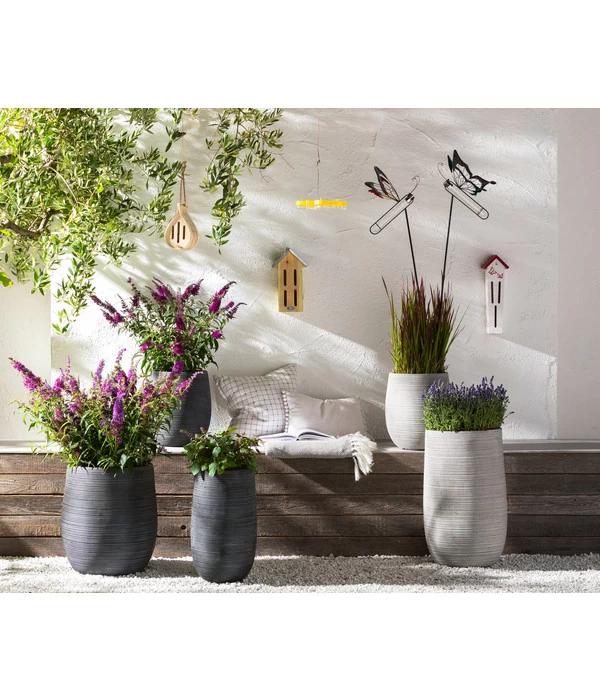 Dehner Gourmet Garten Strauchbasilikum 'Magic Blue' 4 Dehner Gourmet Garten Strauchbasilikum 'Magic Blue' – Bild 2