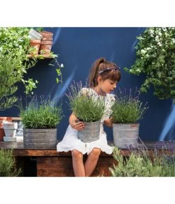 Duftlavendel, 6er-Schale 8 Duftlavendel, 6er-Schale -Pflanzenwelt Verkauf 8092108 WE MO 03 LavendelT13 GC14 2020 02