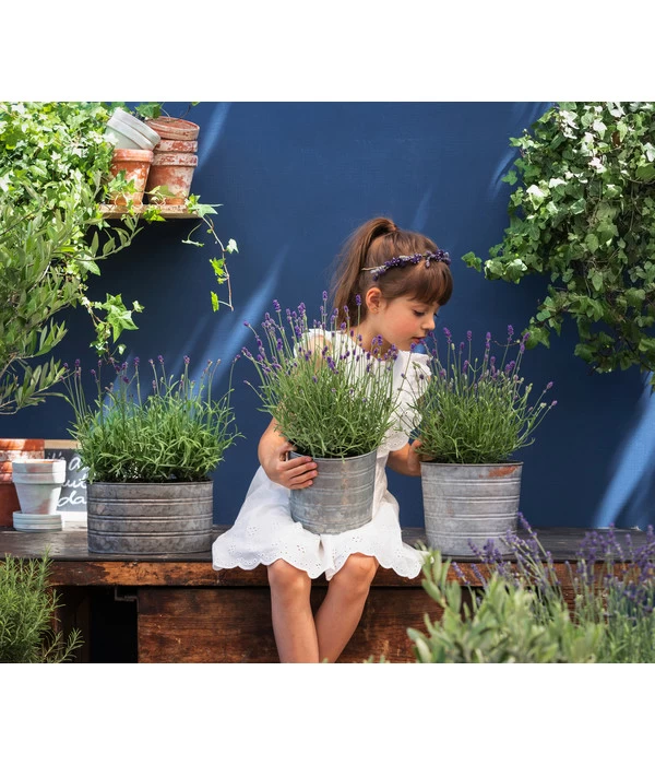 Duftlavendel, 6er-Schale 5 Duftlavendel, 6er-Schale – Bild 3