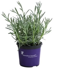Lavendel 'Silver Sands' 7 Lavendel 'Silver Sands' -Pflanzenwelt Verkauf 8092769 WE FS 001 LavendelSilverSands