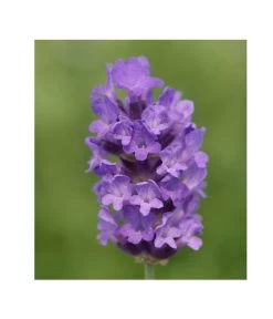Lavendel 'No. 9' 10 Lavendel 'No. 9' -Pflanzenwelt Verkauf 8094070 PR DE 001 DownderryNo9Helix
