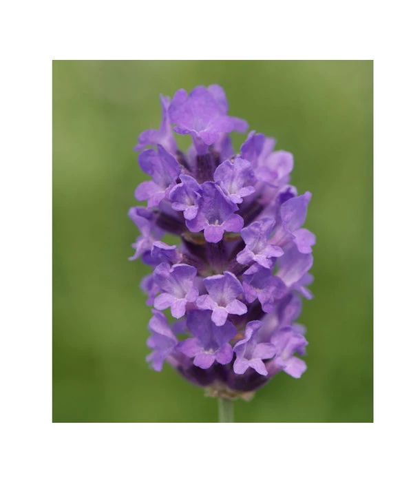 Lavendel 'No. 9' 6 Lavendel 'No. 9' – Bild 4