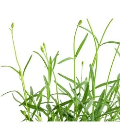 Lavendel 'No. 9' 11 Lavendel 'No. 9' -Pflanzenwelt Verkauf 8094070 WE DE 001 LavandulaAngustifoliaNO9LavendelT13