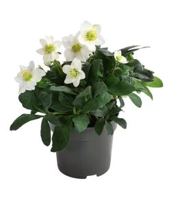 Christrose 7 Christrose -Pflanzenwelt Verkauf 8095267 PR FS 001 HelleborusNigerChristmasCarolChristrose2LDehnerExpressHerzig