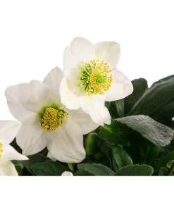 Christrose 9 Christrose -Pflanzenwelt Verkauf 8095267 WE DE 002 Christrose