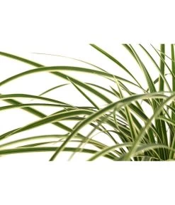 Japan-Segge 'Vanilla Ice' 5 Japan-Segge 'Vanilla Ice' -Pflanzenwelt Verkauf 8095275 WE DE 001 CarexMorowiiVanillaIceSeggeT14