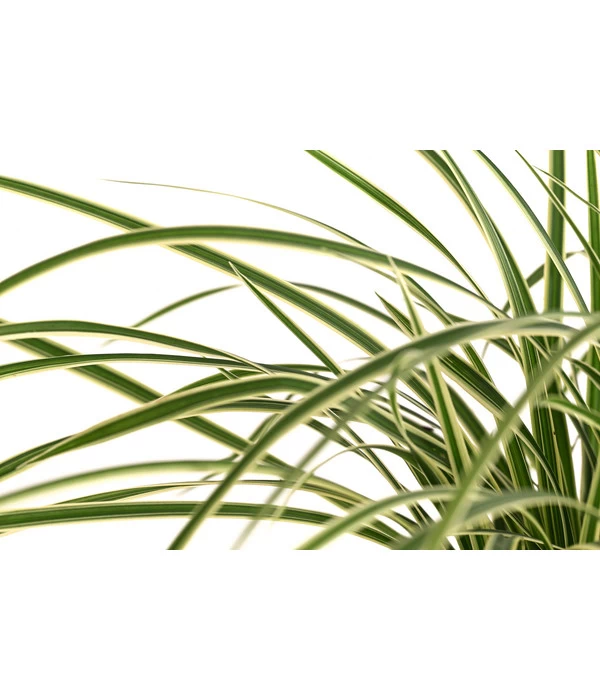 Japan-Segge 'Vanilla Ice' 4 Japan-Segge 'Vanilla Ice' – Bild 2