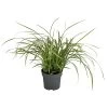 Japan-Segge 'Vanilla Ice' 1 Japan-Segge 'Vanilla Ice' -Pflanzenwelt Verkauf 8095275 WE FS 001 CarexMorowiiVanillaIceSeggeT14