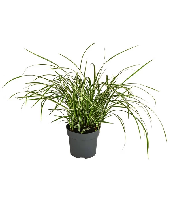 Japan-Segge 'Vanilla Ice' 3 Japan-Segge 'Vanilla Ice'