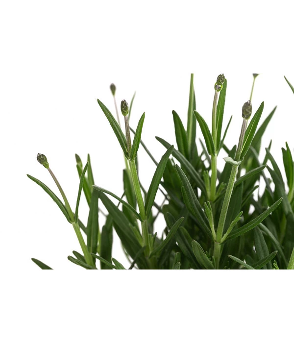 Lavendel 'Royal Blue' 7 Lavendel 'Royal Blue' – Bild 5