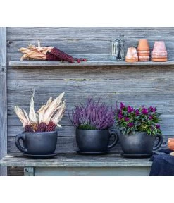 Knospenheide 'Hilda®' 12 Knospenheide 'Hilda®' -Pflanzenwelt Verkauf 8122210 WE MO 001 Ziermais