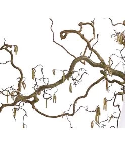 Korkenzieher-Hasel 'Contorta' 8 Korkenzieher-Hasel 'Contorta' -Pflanzenwelt Verkauf 8149080 WE DE 001 KorkenzieherhaselBio100 120cmDehnerExpressHerzig