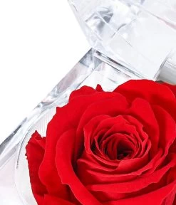 Longlife-Rose In Juwelenbox, Ca. Ø3,5 Cm -Pflanzenwelt Verkauf 8167041 PR DE 001 LLRoseJuwelenboxrot