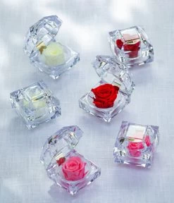 Longlife-Rose In Juwelenbox, Ca. Ø3,5 Cm -Pflanzenwelt Verkauf 8167413 8170573 8167041 WE MO LonglifeZinaRosa