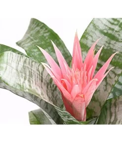 Lanzenrosette - Aechmea Fasciata -Pflanzenwelt Verkauf 8200636 WE DE 001 LanzenrosetteAechmeaPrimeraT15DehnerExpressHerzig