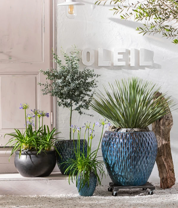 Blaublättrige Palmlilie 4 Blaublättrige Palmlilie – Bild 2