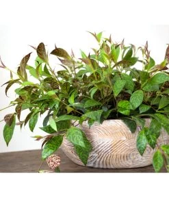 Gefleckte Sinnblume - Aeschynanthus -Pflanzenwelt Verkauf 8200834 BildFS 001 GefleckteSinnblumeAeschynanthusAeschynanthusMarmoratus