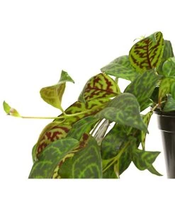 Gefleckte Sinnblume - Aeschynanthus -Pflanzenwelt Verkauf 8200834 WE DE 001 SchamblumeAeschynanthusMarmoratusT12DehnerExpressHerzig