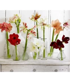 Gefüllte Amaryllis - Hippeastrum, Verschiedene Farben -Pflanzenwelt Verkauf 8201535 8201600 8736175 8646994 8700809 8114530 WE MO 001 Amaryllis 009 1