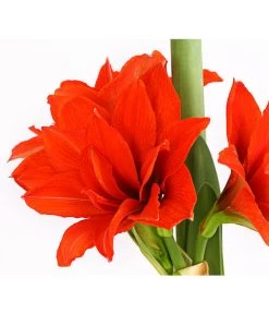 Gefüllte Amaryllis - Hippeastrum, Verschiedene Farben -Pflanzenwelt Verkauf 8201600 we DE 010 AmaryllisHippeastrumMultifloraRittersternT17DehnerExpressHerzig
