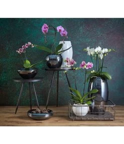 Schmetterlingsorchidee - Phalaenopsis Cultivars 'Umbrella', Verschiedene Sorten -Pflanzenwelt Verkauf 8203242 8207201 PR MO 002KERAMIKSERIE ORCHIDEEN