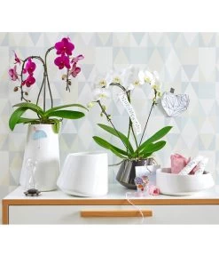 Schmetterlingsorchidee - Phalaenopsis Cultivars 'Umbrella', Verschiedene Sorten -Pflanzenwelt Verkauf 8203242 8280505 PR MO 001 SchmetterlingsorchideePhalaenopsisUmbrellaUveSauer