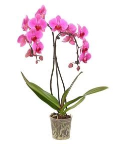 Schmetterlingsorchidee - Phalaenopsis Cultivars 'Umbrella', Verschiedene Sorten -Pflanzenwelt Verkauf 8203242 PR FS 001 SchmetterlingsorchideePhalaenopsisUmbrellaT12Herzig