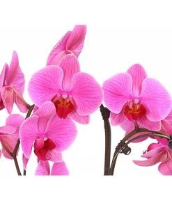 Schmetterlingsorchidee - Phalaenopsis Cultivars 'Umbrella', Verschiedene Sorten -Pflanzenwelt Verkauf 8203242 WE DE 001 SchmetterlingsorchideePhalaenopsisUmbrellaT12
