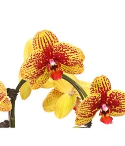 Schmetterlingsorchidee - Phalaenopsis Cultivars 'Umbrella', Verschiedene Sorten -Pflanzenwelt Verkauf 8203242 WE DE 002 SchmetterlingsorchideePhalaenopsisUmbrellaT12DehnerExpressHerzig