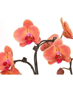 Schmetterlingsorchidee - Phalaenopsis Cultivars 'Umbrella', Verschiedene Sorten -Pflanzenwelt Verkauf 8203242 WE DE 003 SchmetterlingsorchideePhalaenopsisUmbrellaT12DehnerExpressHerzig