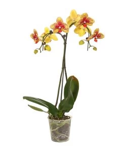 Schmetterlingsorchidee - Phalaenopsis Cultivars 'Umbrella', Verschiedene Sorten -Pflanzenwelt Verkauf 8203242 WE FS 002 SchmetterlingsorchideePhalaenopsisUmbrellaT12DehnerExpressHerzig