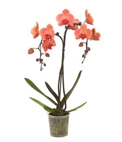 Schmetterlingsorchidee - Phalaenopsis Cultivars 'Umbrella', Verschiedene Sorten -Pflanzenwelt Verkauf 8203242 WE FS 003 SchmetterlingsorchideePhalaenopsisUmbrellaT12DehnerExpressHerzig
