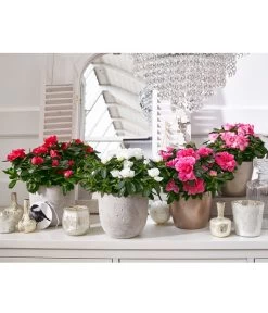 Zimmerazalee - Rhododendron Simsii, Sonderfarben -Pflanzenwelt Verkauf 8205106 8205221 8205148 8205163 PR MO 001 AzaleenAzaleaT12UveSauer