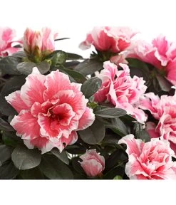 Zimmerazalee - Rhododendron Simsii, Sonderfarben -Pflanzenwelt Verkauf 8205106 WE DE 001 AzaleeAzaleaSonderfarbeT12DehnerExpressHerzigOW