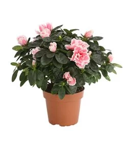 Zimmerazalee - Rhododendron Simsii, Sonderfarben -Pflanzenwelt Verkauf 8205106 WE FS 001 AzaleeAzaleaSofaT12DehnerExpressHerzig