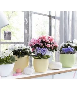 Zimmerazalee - Rhododendron Simsii, Sonderfarben -Pflanzenwelt Verkauf 8205106 WE MO 001 AzaleenAzaleaSaintpauliaUsambaraveilchenOstershooting2016UveSauerDehner