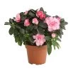 Zimmerazalee - Rhododendron Simsii, Sonderfarben -Pflanzenwelt Verkauf 8205106 we FS 002 AzaleeAzaleaSofaT12DehnerExpressHerzig