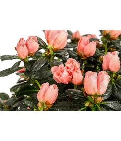 Zimmerazalee - Rhododendron Simsii 'Christine®', Rosa, Stämmchen -Pflanzenwelt Verkauf 8206070 PR DE 001 RhododendronSimsiiAzaleeChristineStaemmchenT19DehnerExpressHerzig