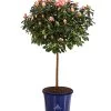 Zimmerazalee - Rhododendron Simsii 'Christine®', Rosa, Stämmchen -Pflanzenwelt Verkauf 8206070 PR FS 001 RhododendronSimsiiAzaleeChristineStaemmchenT19DehnerExpressHerzig