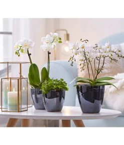 Schmetterlingsorchidee - Phalaenopsis Cultivars 'Wildflower' -Pflanzenwelt Verkauf 8207482 8295297 PR MO 001 Orchideen01BL20